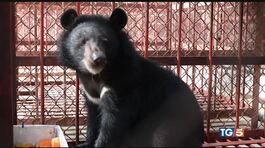 L'orso Yen ora è salvo dorme con un peluche thumbnail