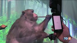 Macaco al videogame, gioca con il pensiero thumbnail