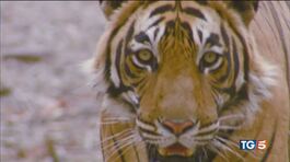 Sua maestà la tigre rischia l'estinzione thumbnail