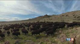 45mila cacciatori per abbattere 300 bisonti thumbnail