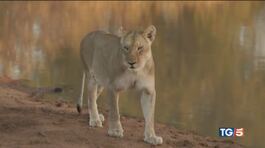 Rischio estinzione per i leoni africani thumbnail