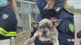 Cani maltrattati, traffico indegno thumbnail