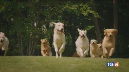 La giornata mondiale del cane thumbnail