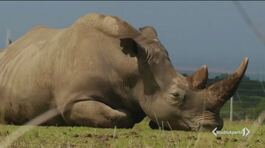 Salviamo il rinoceronte bianco thumbnail