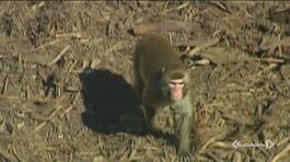 Fermate gli esperimenti sui macachi thumbnail