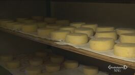 Il formaggio di Chiavari thumbnail