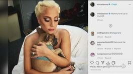 Lady Gaga disperata, due dei suo cani sono stati rapiti thumbnail