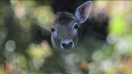 Diritti animali e tutela dell'ambiente in Costituzione thumbnail