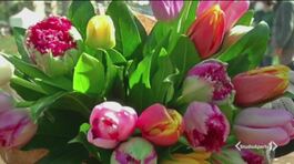 Riapre il grande parco dei tulipani thumbnail