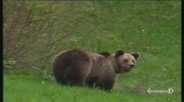 Trentino, la guerra degli orsi thumbnail