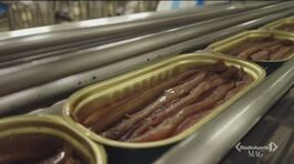 Delicius, l'azienda leader italiana per i filetti di alici thumbnail