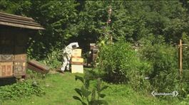 Boom di furti, le api vanno a ruba thumbnail