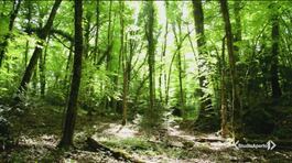I boschi del sud patrimonio Unesco thumbnail