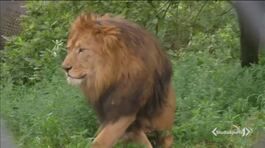 Il mondo celebra il re della savana thumbnail