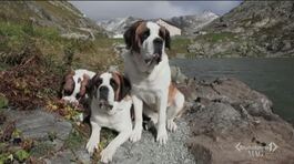 Il cane San Bernardo thumbnail