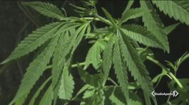 Cannabis a casa, la Camera vota sì thumbnail