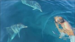 Storie italiane: nuotare con i delfini thumbnail