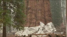 Usa, i roghi devastano le sequoie thumbnail