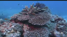 Coralli sempre più a rischio thumbnail