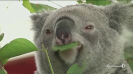 Strage di Koala in Australia thumbnail