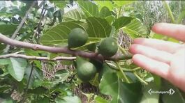 Dopo la xylella il killer dei fichi thumbnail