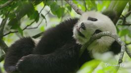 Boom di panda contro l'estinzione thumbnail