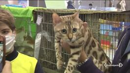 Torna il super cat show thumbnail