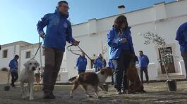 Un team di cani contro la xylella thumbnail