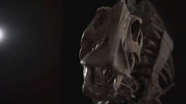 Asta-lampo per il dinosauro Henry thumbnail