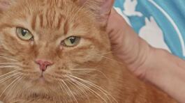 Affido congiunto per cani e gatti thumbnail