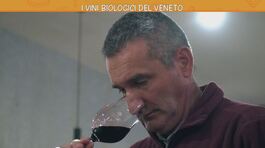 I vini biologici del Veneto thumbnail