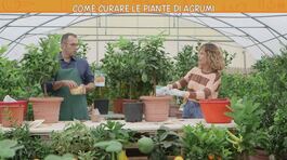 Come curare le piante di agrumi thumbnail