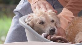 Come prendersi cura di un cane anziano thumbnail
