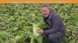 Il radicchio variegato di Castelfranco Veneto IGP thumbnail