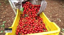 La "guerra" delle ciliegie: prezzi alle stelle e produttori in ginocchio thumbnail