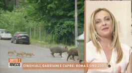 Cinghiali, gabbiani e capre: Roma è uno zoo? thumbnail