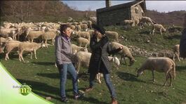 L'allevamento di pecora Zerasca di Cinzia thumbnail