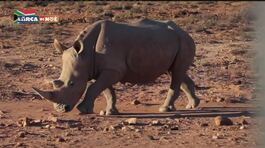 Rinoceronti da salvare thumbnail