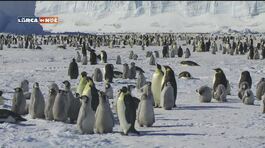 I pinguini dell'Antartide thumbnail