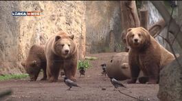 Gli orsi del Bioparco di Roma thumbnail