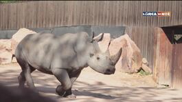 Il rinoceronte bianco Rami thumbnail