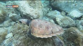 Pillole di Blu - Le tartarughe marine thumbnail