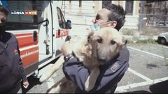 Salvati sei cani in Kosovo e portati in Italia