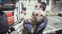 Salvati sei cani in Kosovo e portati in Italia thumbnail