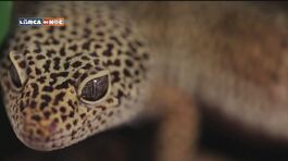 Il geco leopardino thumbnail