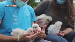 Nati 11 cuccioli di Barbagianni al parco Oltremare di Riccione thumbnail