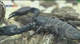 Gli scorpioni di Esapolis thumbnail