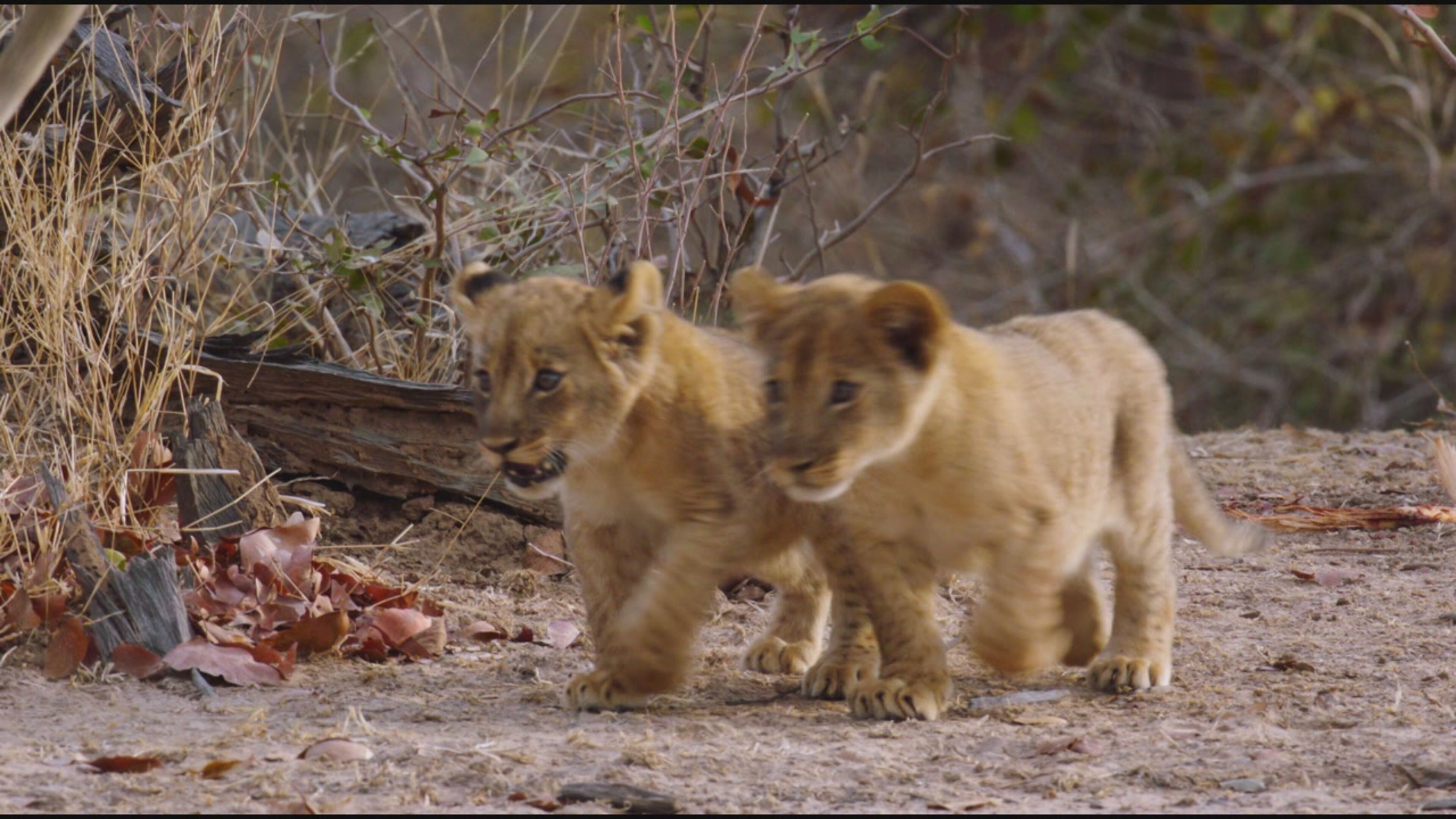 Big Cat Country - PrimaTv