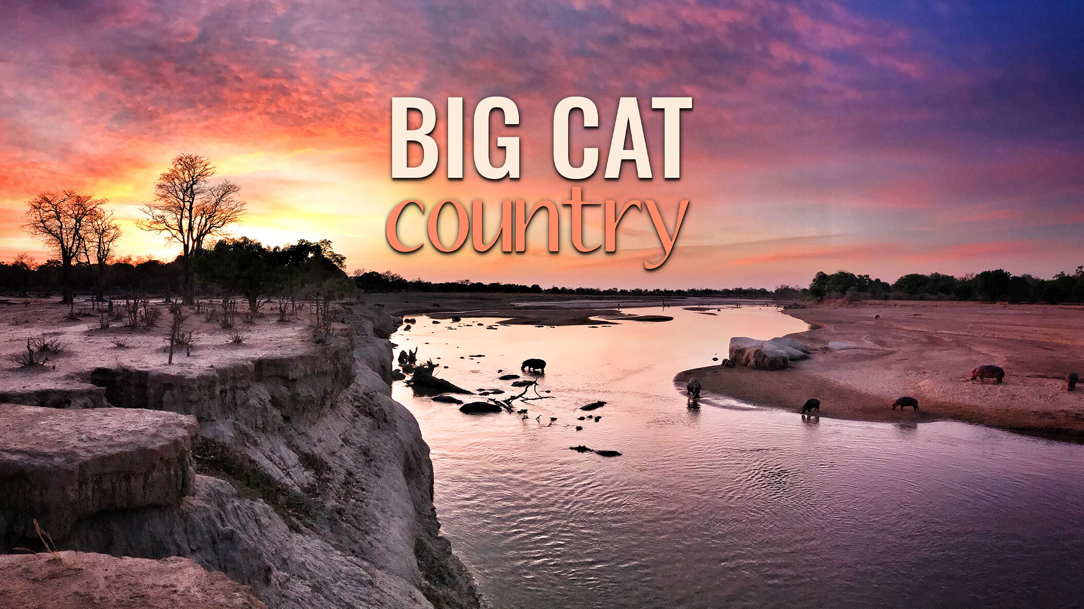 Big Cat Country