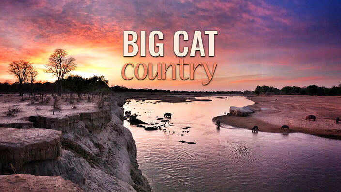 Big Cat Country